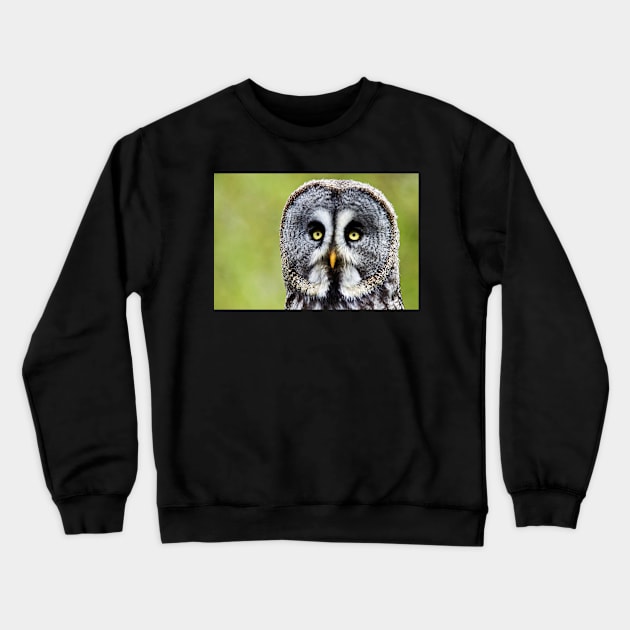Great Gray Owl Crewneck Sweatshirt by richard49